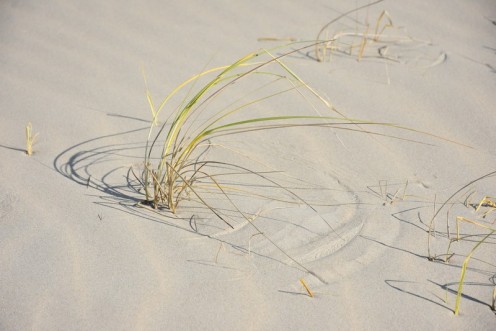 Strandhafer auf Borkum © Ekkehart Schmidt